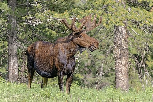 Bull moose USA-Colorado-Cameron Pass Places Print